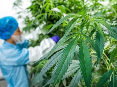 حصيلة 2025: إنتاج أزيد من 19 ألف قنطار من القنب الهندي المقنن بالمغرب