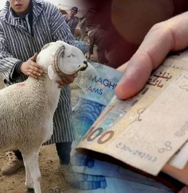 حماة المستهلك: تجار الأزمات يتربصون بأسواق الأضاحي ويجب ضبط الأسعار
