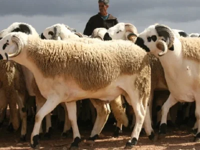 عيد الأضحى بجهة الرباط سلا القنيطرة: عرض يناهز مليون رأس والحالة الصحية للقطيع جد مرضية